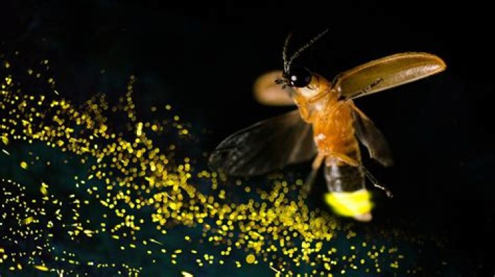 How do I beat Firefly?