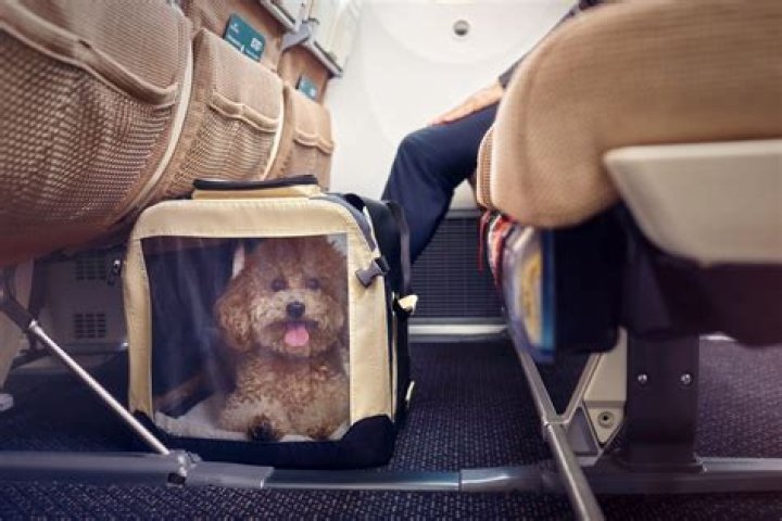 How do I get Pet Carriers? [duplicate]